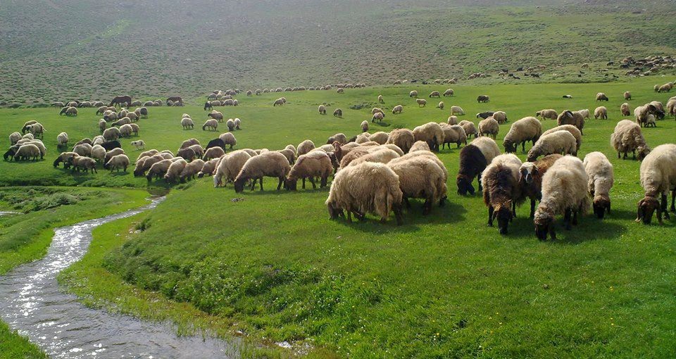 نرخ دام زنده در ایران بالاتر از همسایگان است/ روزانه ۶۰ تن گوشت وارداتی به بازار تزریق می‌شود
