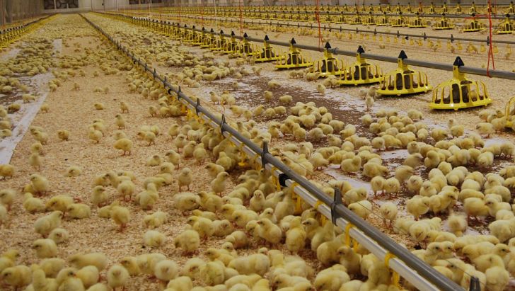 توزیع جوجه‌های یکروزه در روستاها برای جلوگیری از معدوم سازی/افزایش ۵ برابری نرخ نهاده‌های اصلی مرغ