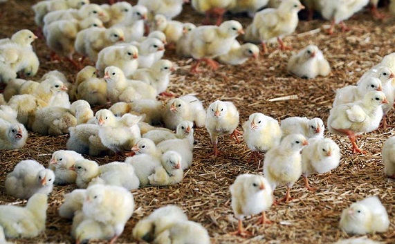 صنعت مرغداری در حال فروپاشی/تولیدکنندگان رغبتی برای جوجه‌ریزی ندارند