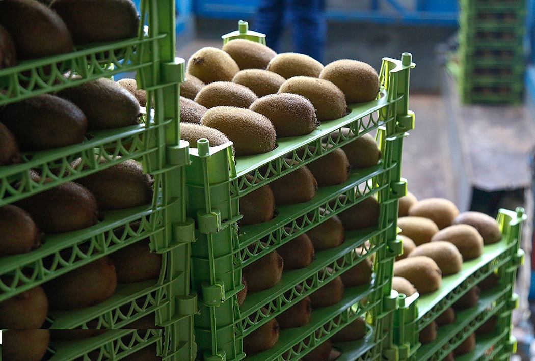 ۸۵ درصد بازار کیوی روسیه دست ایران است/ صادرات ۱۰۰ هزار تن لیمو شیرین و پرتقال به چین