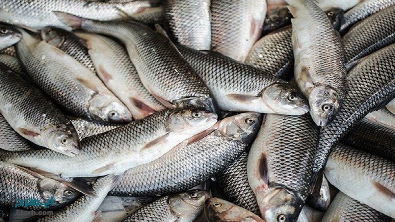 اختلاف ۸۰ درصدی قیمت ماهی از مزرعه تا بازار