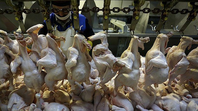 افزایش ۱۴ درصدی عرضه گوشت مرغ و طیور در آبان