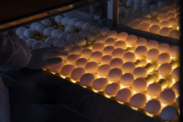 سهمیه‌بندی یک‌ماهه نهاده‌ها درست نیست/ توقف صادرات تخم‌مرغ