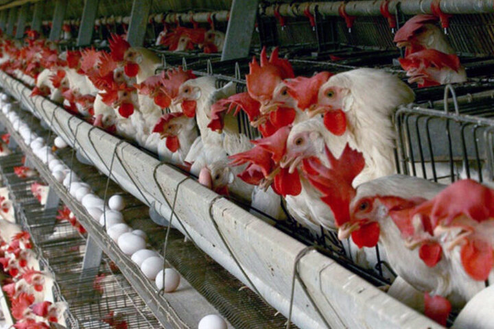 مرغداران دو ماه است که ضرر می کنند/ هر کیلو مرغ زنده برای مرغداران ۴۴ هزار تومان است