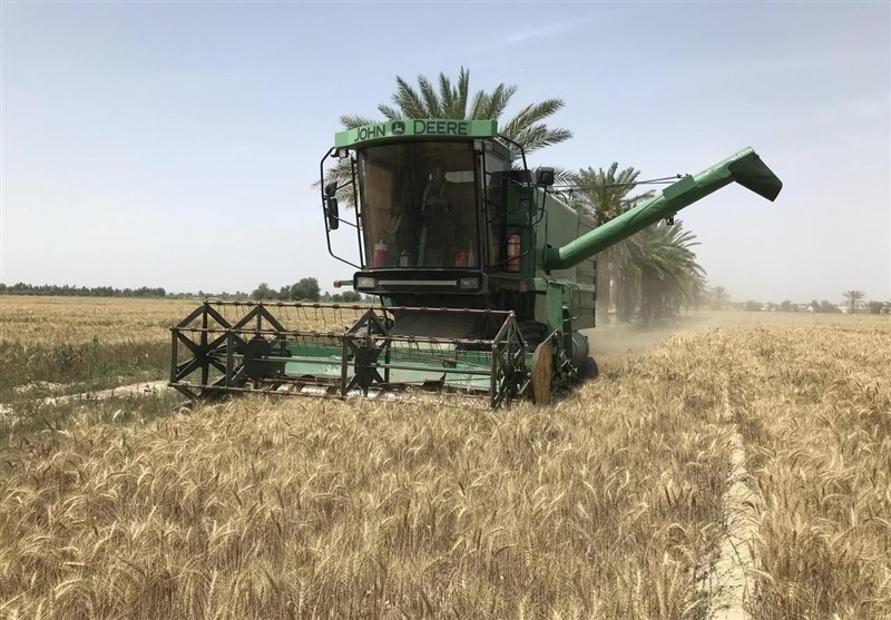 پیش‌بینی تولید ۱۲.۵ میلیون تن گندم در کشور طی سال جاری