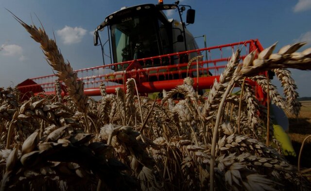 تولید گندم ایران امسال با رشد ۱۰ درصدی به ۱۴.۵ میلیون تن می‌رسد