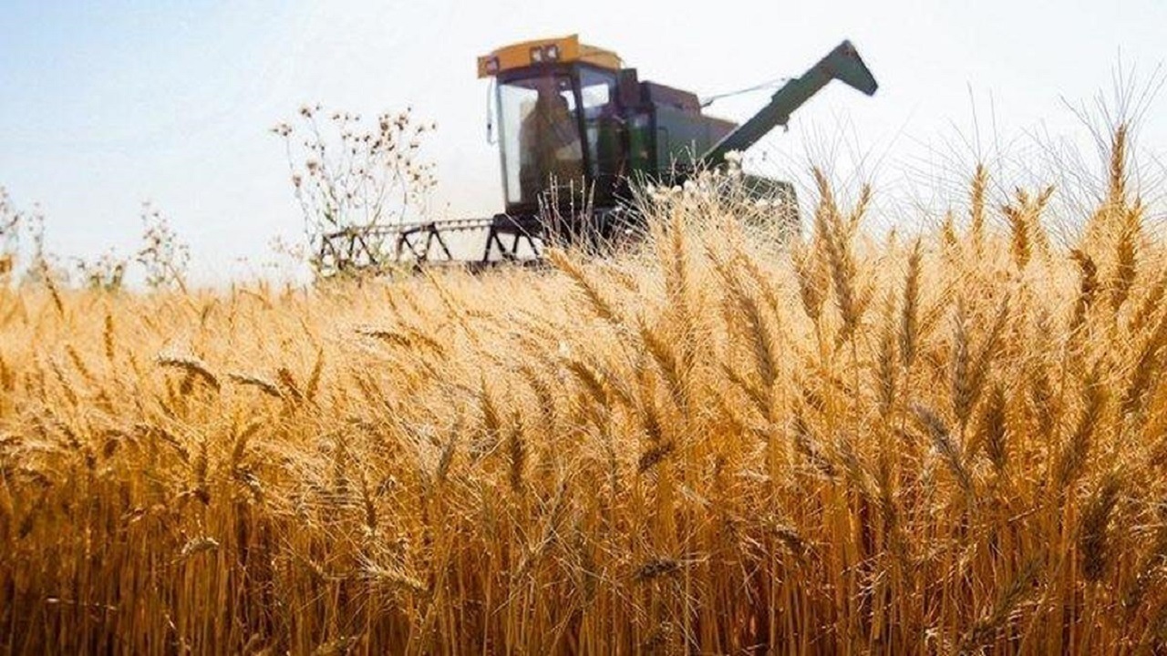 قیمت منطقی گندم برای سال زراعی جدید ۲۵ هزارتومان است
