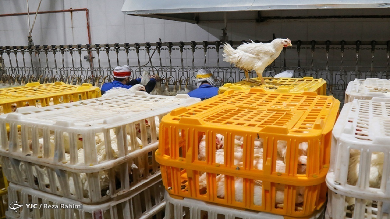 تولید ماهانه ۲۰۰ تا ۲۱۰ هزارتن مرغ در کشور
