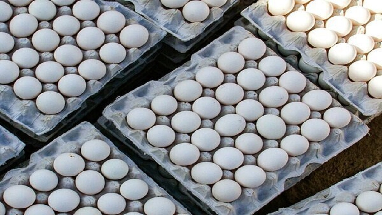 ظرفیت تولید ۱.۶ هزارتن تخم مرغ در کشور