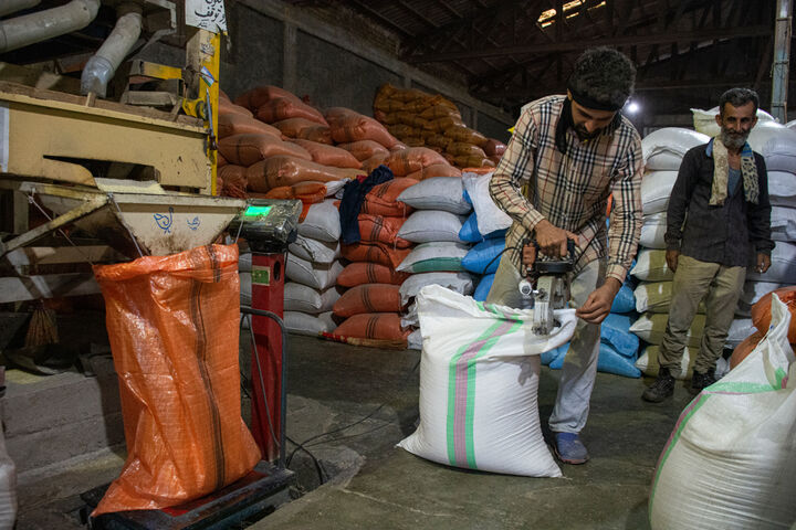 شائبه فساد در بازار برنج سفره مردم‌ را هدف گرفته است