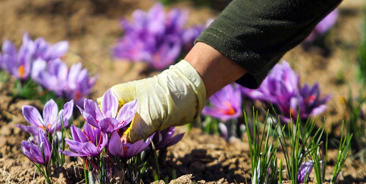 صادرات ۱۵۰ تنی زعفران در ۸ ماهه امسال
