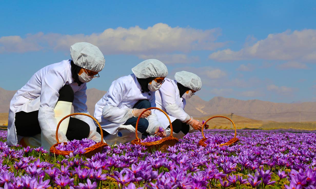 ایران ۹۰ درصد زعفران جهان را تامین می‌کند