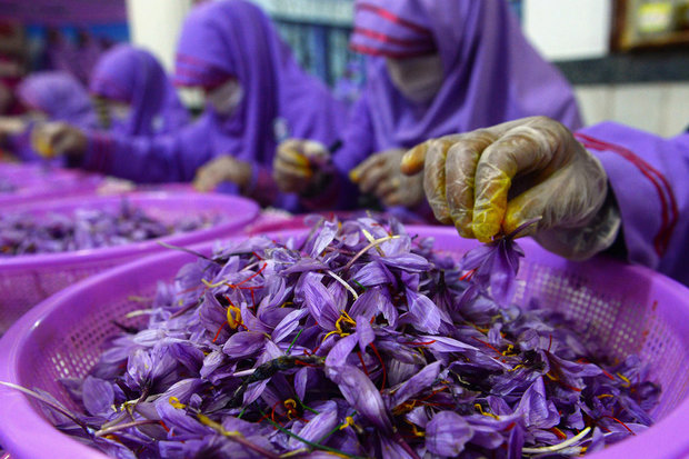 تولید زعفران ۷۰ درصد افت پیدا کرده است/صادرات با نام دیگران