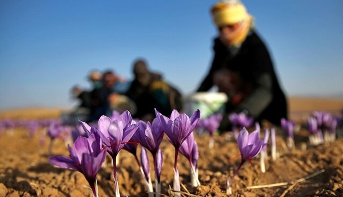 ۵۵ کشور مقصد زعفران ایرانی/ افزایش صادرات زعفران با بسته‌بندی و کاهش فروش فله‌ای