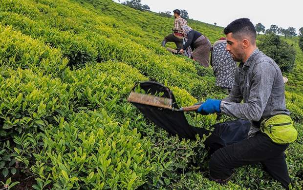 خرید ۴۵ هزار تن برگ سبز چای/ استحصال بیش از ۱۰ هزار تن چای خشک