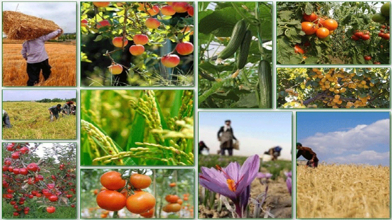 تعرفه صادرات محصولات کشاورزی در برنامه هفتم برداشته می‌شود