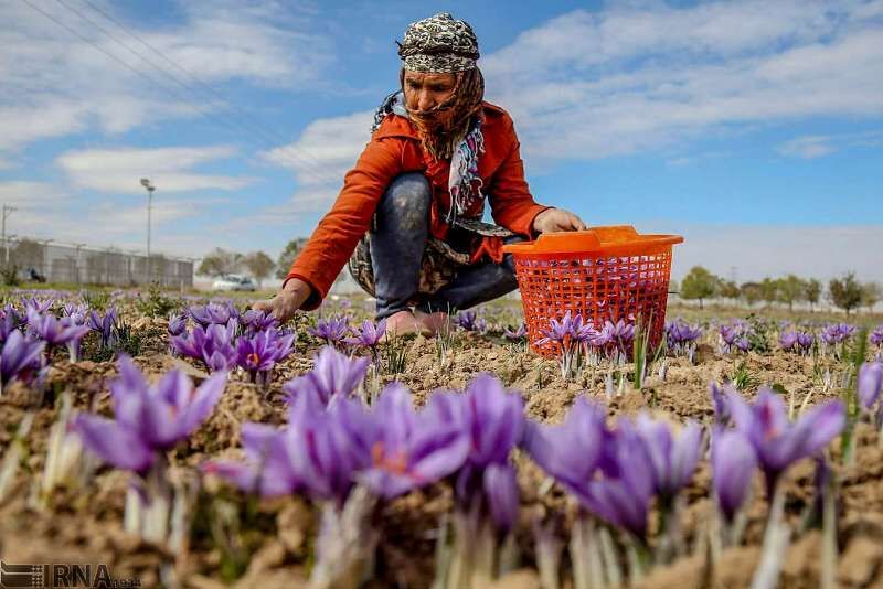 تجارت کشاورزی با آفریقا تسهیل می شود/ قیمت سفره تا مزرعه را کاهش می‌دهیم