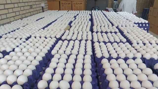 تخم‌مرغ داریم، ارز نداریم!/ذرت و سویا پشت درهای گمرک مانده‌اند