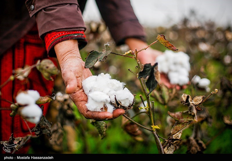 تیر خلاص مافیای واردات به تولید داخل/ارز ترجیحی تولید پنبه و نساجی را به خاک سیاه نشاند!