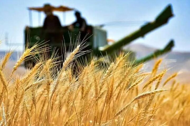 نگرانی برای سبدهای نان جهان؛ زنگ خطر به صدا درآمد/بحران جهانی غلات/چه بر سر گندم می‌آید؟